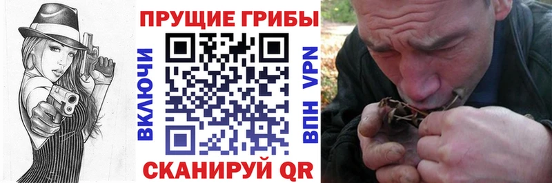 купить наркоту  Плёс  гидра как войти  Псилоцибиновые грибы Psilocybe 